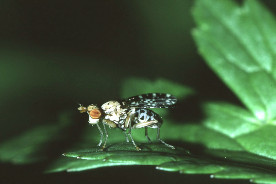 Trypetoptera punctulata - Gepunktete Hornfliege