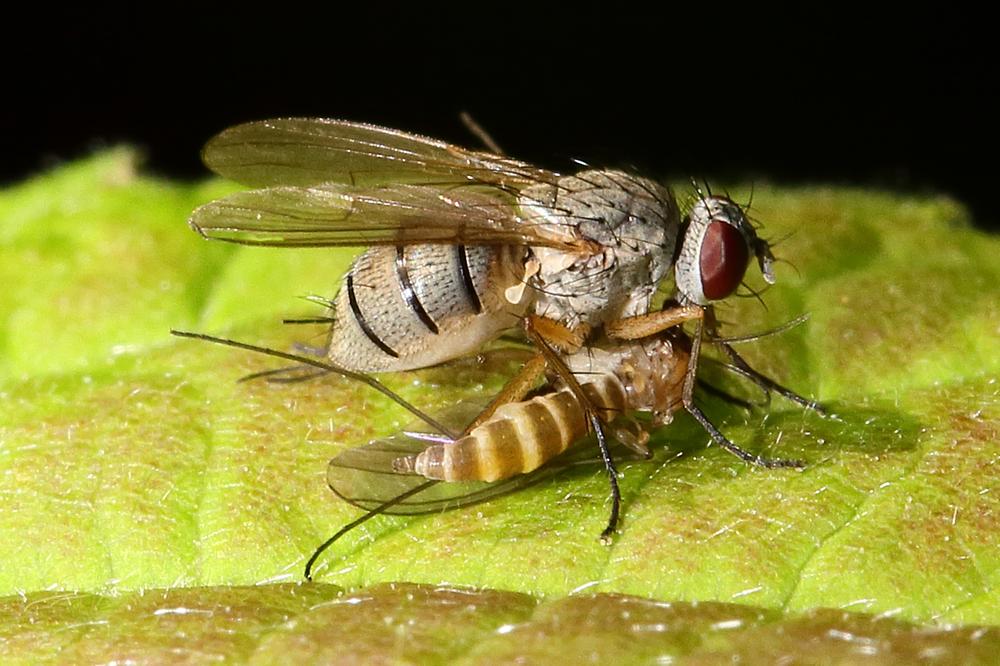 Coenosia tigrina - Räuberische Fliege, mit Beute