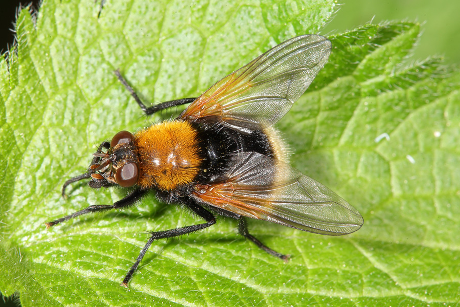 Mesembrina mystacea - Hummel-Rinderfliege