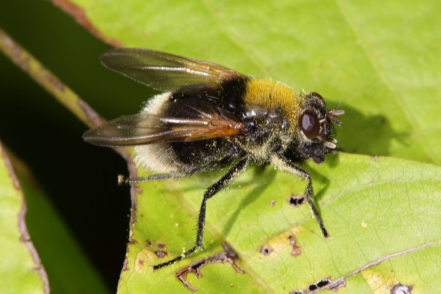 Mesembrina mystacea - Hummel-Rinderfliege