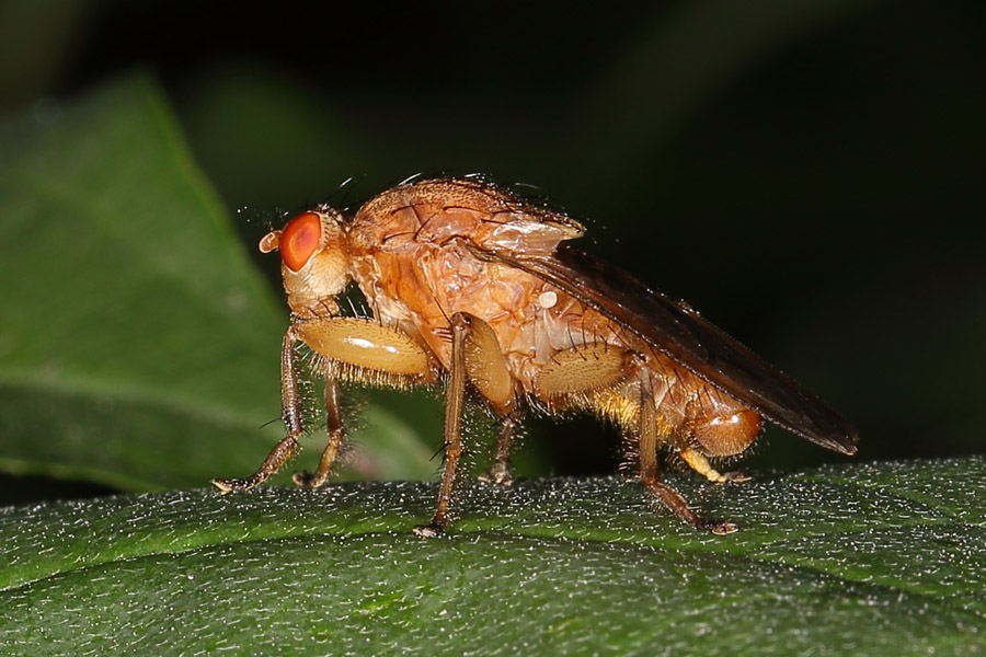 Scatophaga stercoraria - Gelbe Dungfliege, Männchen