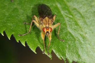 Scatophaga stercoraria - Gelbe Dungfliege, Männchen (3)