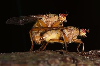 Scatophaga stercoraria - Gelbe Dungfliege, Paar