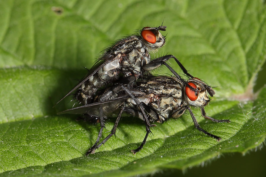 Sarcophaga carnaria - Graue Fleischfliege, Paar