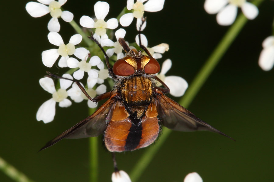 Ectophasia crassipennis - Breitflügelige Raupenfliege