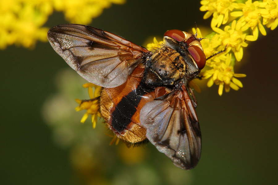 Ectophasia crassipennis - Breitflügelige Raupenfliege, Männchen