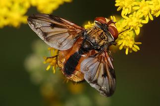 Ectophasia crassipennis - Breitflügelige Raupenfliege, Männchen (1)