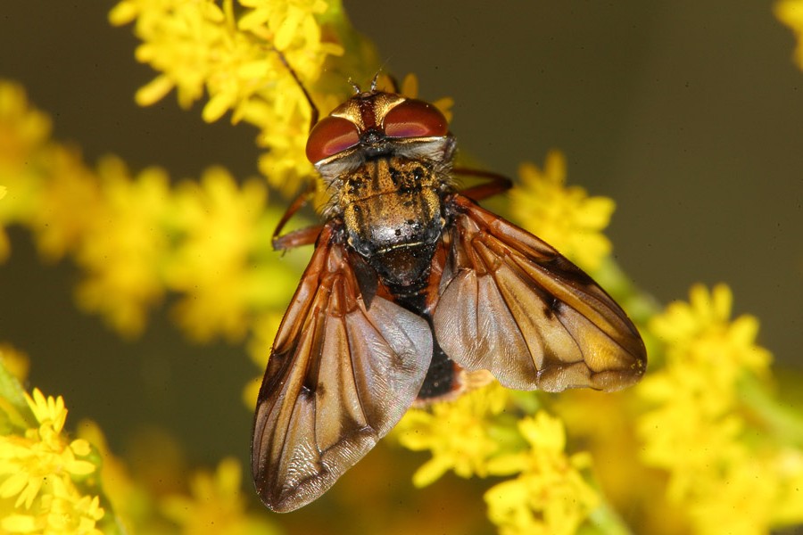 Ectophasia crassipennis - Breitflügelige Raupenfliege, Männchen