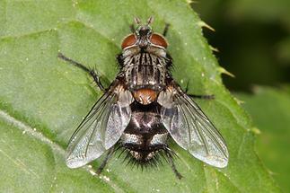 Huebneria affinis - kein dt. Name bekannt, Weibchen