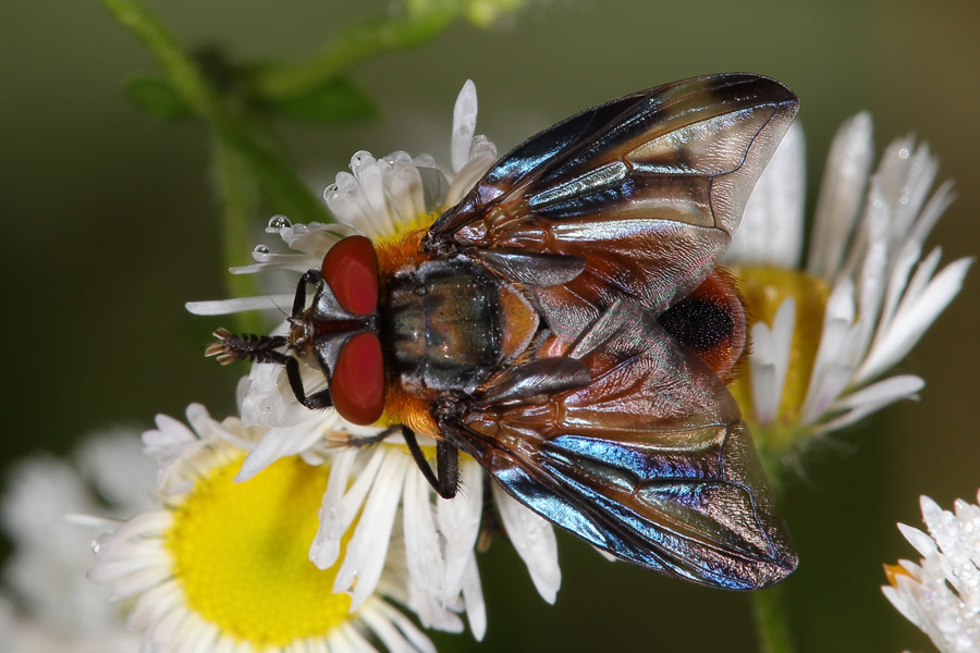 Phasia hemiotera - Wanzenfliege, Männchen