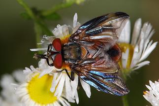 Phasia hemiotera - Wanzenfliege, Männchen (1)