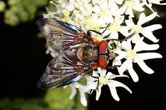 Phasia hemiptera - Wanzenfliege, Männchen (2)