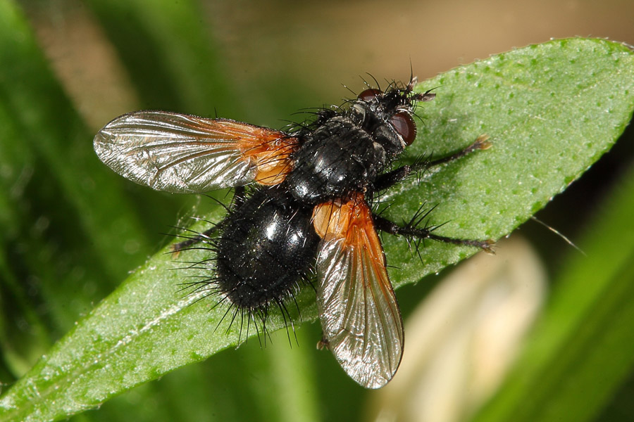 Zophomyia temula - kein dt. Name bekannt