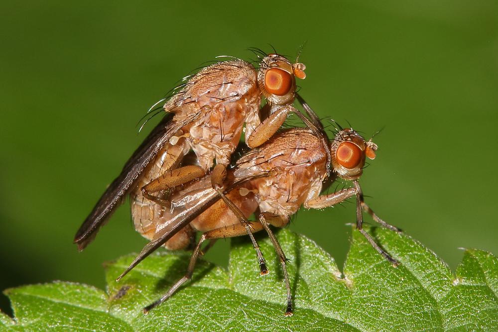 Suillia gigantea - kein dt. Name bekannt