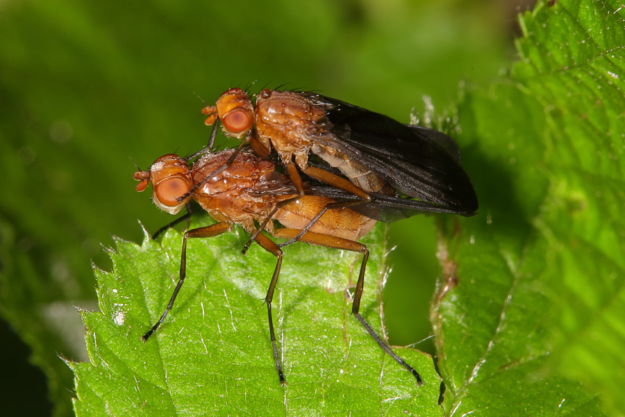 Suillia gigantea - kein dt. Name bekannt, Paar