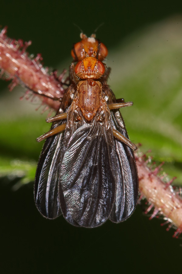 Suillia gigantea - kein dt. Name bekannt, Paar