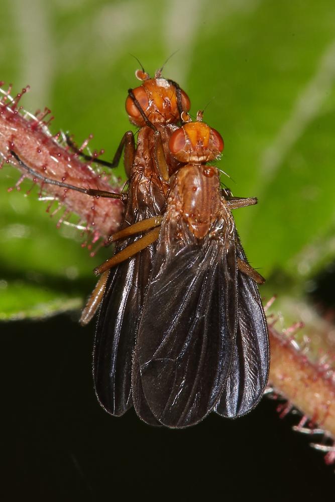 Suillia gigantea - kein dt. Name bekannt, Paar