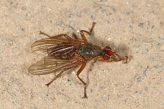 Tephrochlamys rufiventris - kein dt. Name bekannt