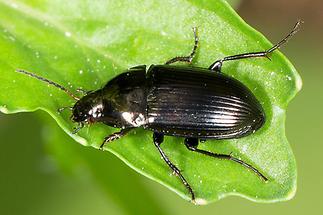 Amara cf. ovata - Ovaler Kanalkäfer, Käfer auf Blatt