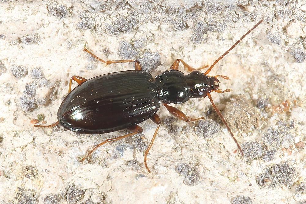 Bembidion stephensii - Ahlenläufer