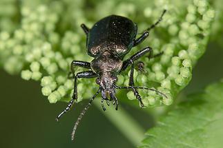 Calosoma inquisitor - Kleiner Puppenräuber, Käferportrait auf Dolde