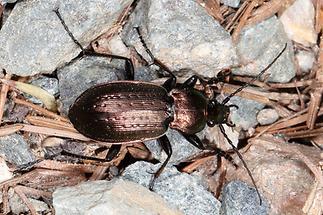 Carabus arvensis - Hügel-Laufkäfer, Käfer auf Weg (1)