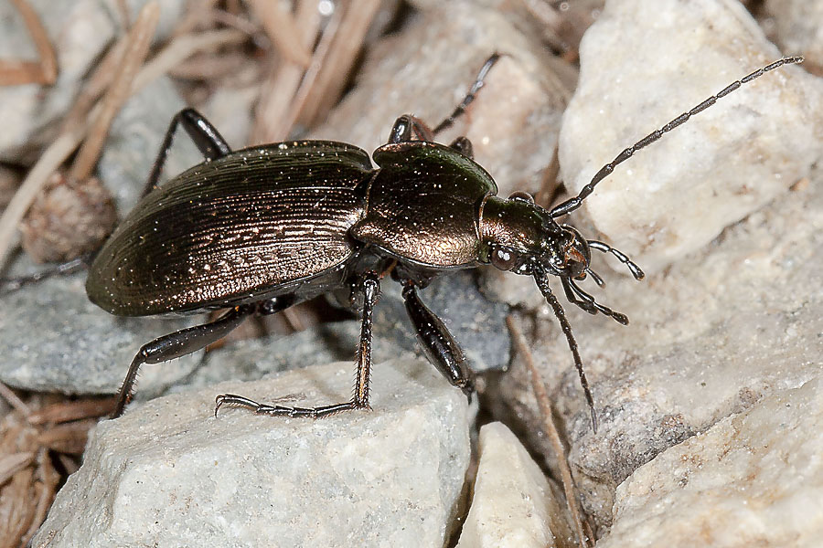 Carabus arvensis - Hügel-Laufkäfer, Käfer auf Weg