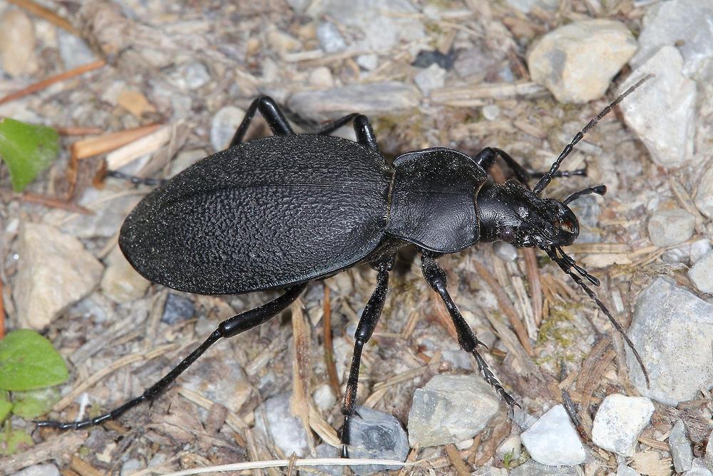 Carabus coriaceus - Lederlaufkäfer