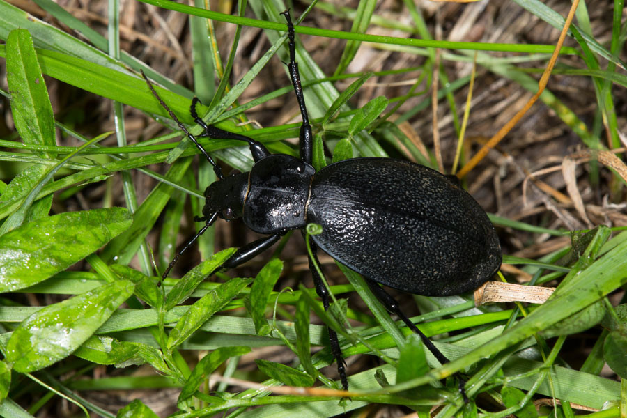 Carabus coriaceus - Lederlaufkäfer, Käfer am Waldboden