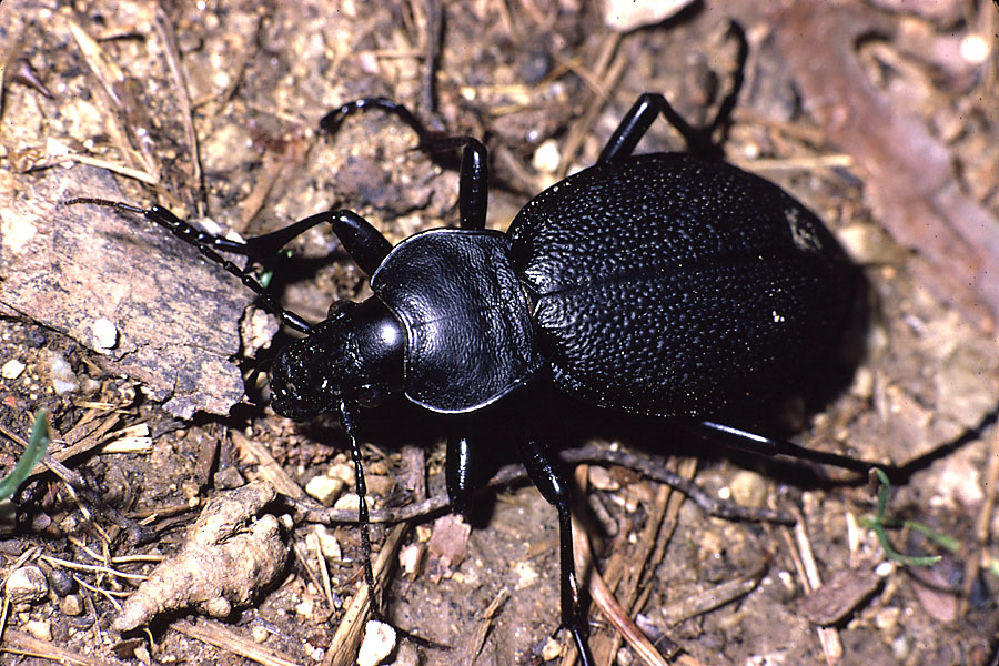 Carabus coriaceus - Lederlaufkäfer, Käfer am Wegrand