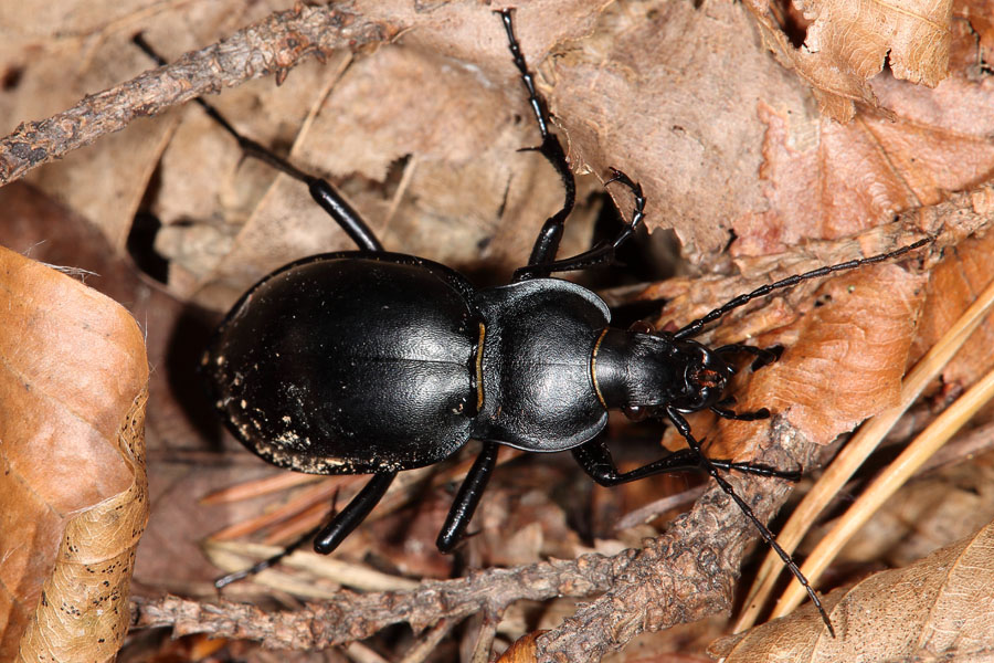 Carabus glabratus - Glatter Laufkäfer, Käfer am Waldboden