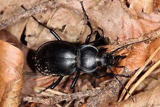 Carabus glabratus - Glatter Laufkäfer, Käfer am Waldboden (1)