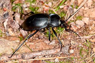 Carabus glabratus - Glatter Laufkäfer, Käfer am Waldboden (2)