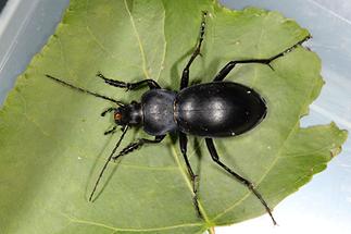 Carabus glabratus - Glatter Laufkäfer, Käfer auf Blatt drapiert
