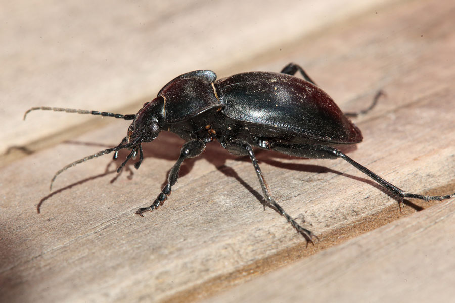 Carabus glabratus - Glatter Laufkäfer, Käfer auf Tisch