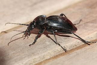 Carabus glabratus - Glatter Laufkäfer, Käfer auf Tisch