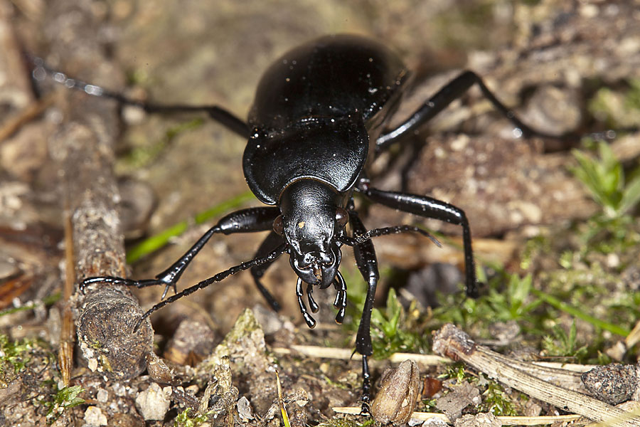 Carabus glabratus - Glatter Laufkäfer, Käferportrait am Waldboden