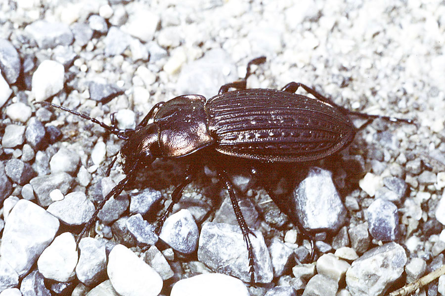 Carabus granulatus - Gekörnter Laufkäfer, Käfer auf Weg