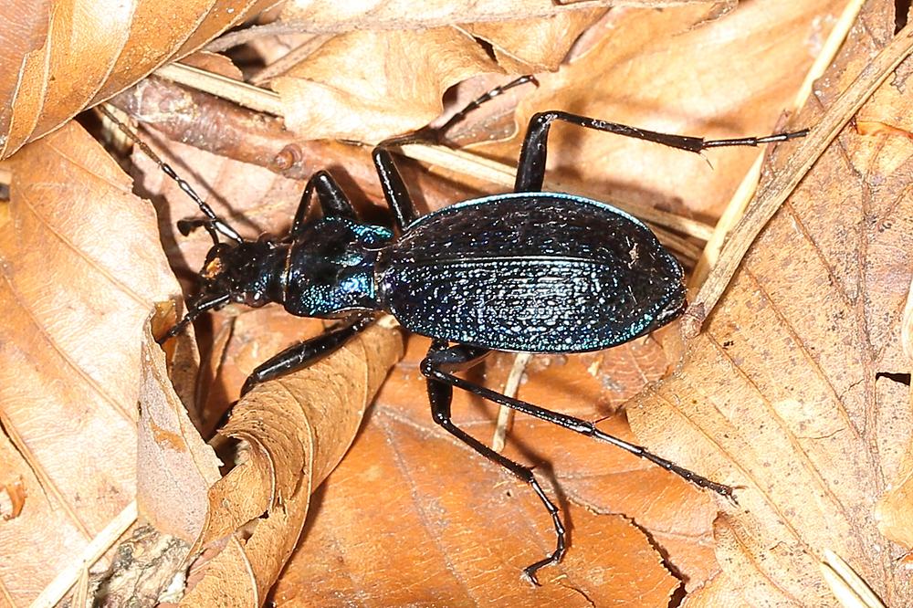 Carabus intricatus - Dunkelblauer Laufkäfer