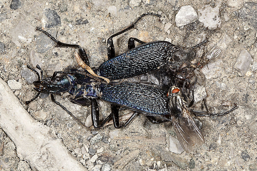 Carabus intricatus - Dunkelblauer Laufkäfer, Unfallopfer am Weg