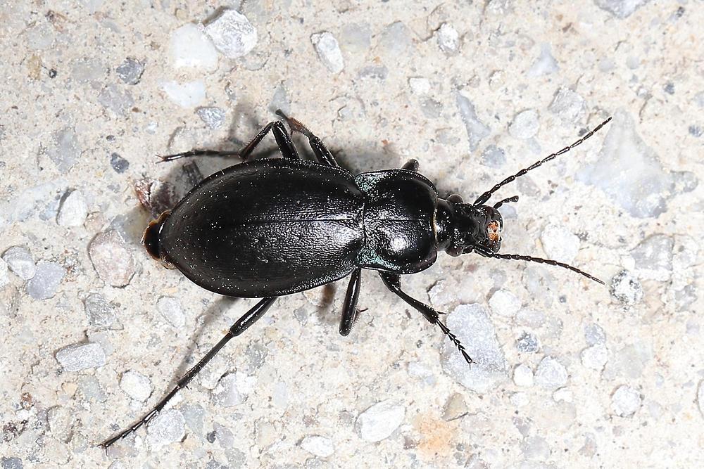 Carabus nemoralis - Hainlaufkäfer