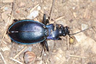 Carabus problematicus - Blauvioletter Waldlaufkäfer, Unfallopfer am Weg