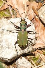 Cicindela campestris - Feld-Sandlaufkäfer, Käfer im Wald
