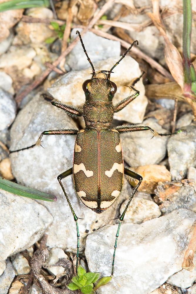 Cicindela silvicola - Berg-Sandlaufkäfer, Käfer am Weg