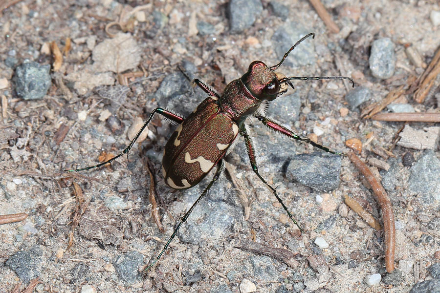 Cicindela silvicola - Berg-Sandlaufkäfer, Käfer am Weg