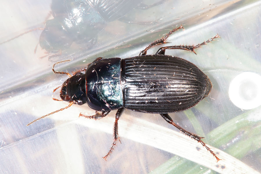 Harpalus cf. dimidiatus - kein dt. Name bekannt, Käfer in Plastikdose