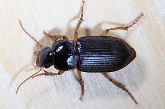 Harpalus griseus - Kleiner Acker-Schnellläufer, Käfer auf Holz