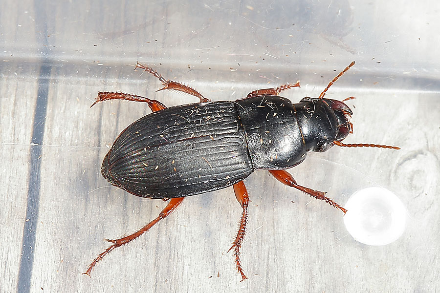 Harpalus rufipes - Behaarter Erdbeersamenläufer, Käfer in Plastikdose