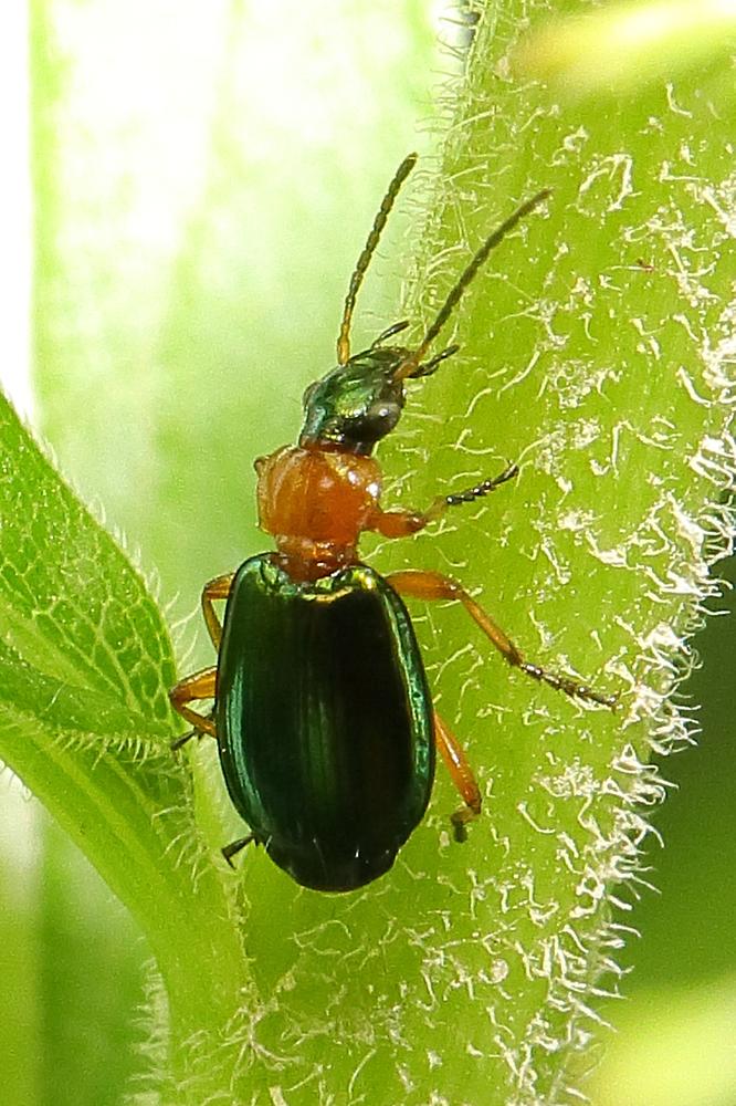 Lebia chlorocephala - Grünblauer Prunkkäfer