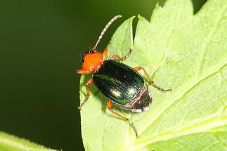 Lebia chlorocephala - Grünblauer Prunkkäfer, Käfer auf Blatt